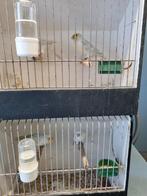 Agaat opaal geel, Dieren en Toebehoren