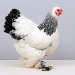Brahma colombia zwart wit, Vrouwelijk, Kip
