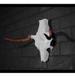 Eland Schedel Large Northern Elk Moose skull - Alces alces, Ophalen of Verzenden, Zo goed als nieuw, Schedel