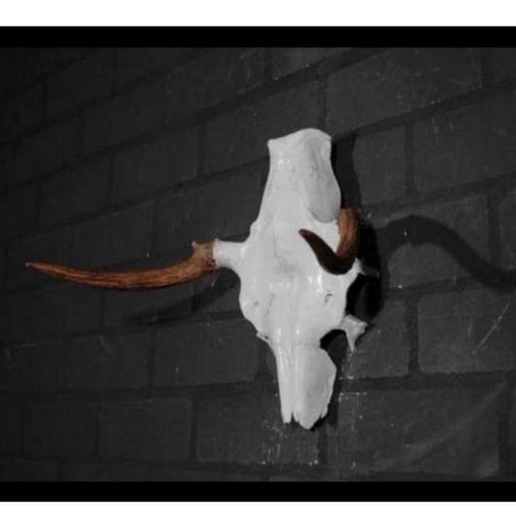 Eland Schedel Large Northern Elk Moose skull - Alces alces, Verzamelen, Dierenverzamelingen, Zo goed als nieuw, Schedel, Ophalen of Verzenden