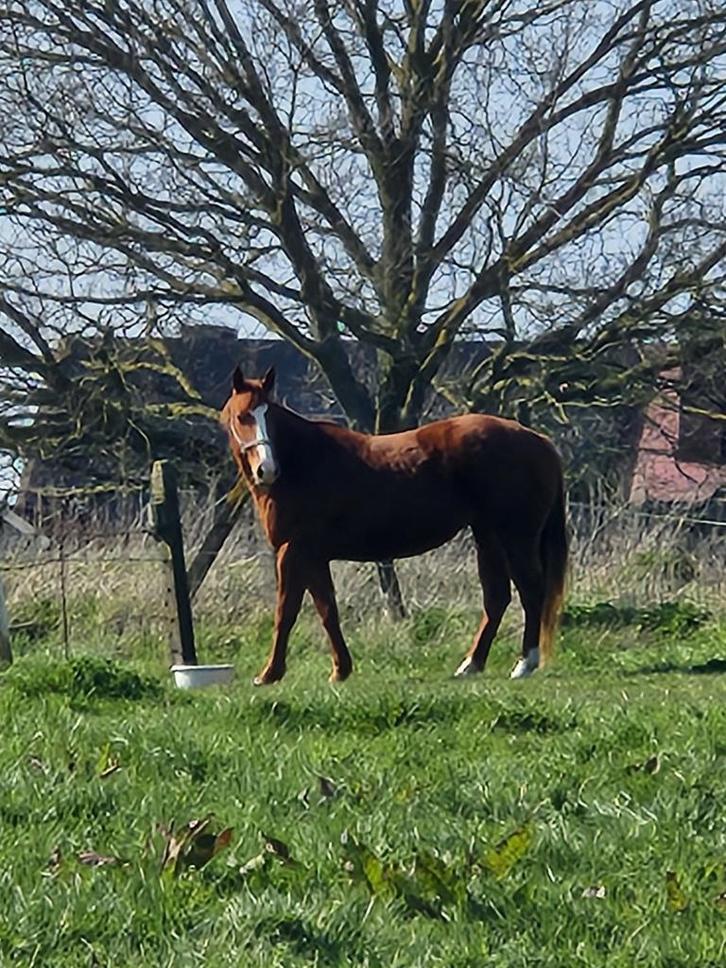 13j vosse merrie, Dieren en Toebehoren, Paarden, Merrie, Niet van toepassing, 160 tot 165 cm, 11 jaar of ouder, Westernpaard, Gechipt