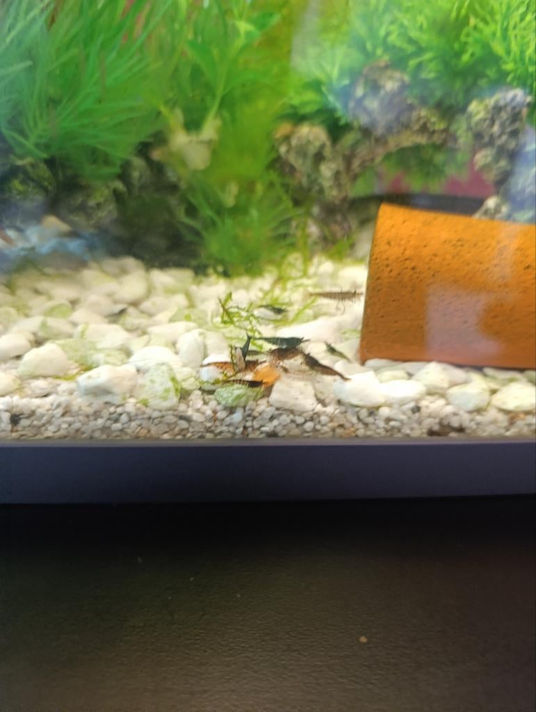 Crevettes de couleur sauvage, Animaux & Accessoires, Homard, Crabe ou Crevette, Poisson d'eau douce