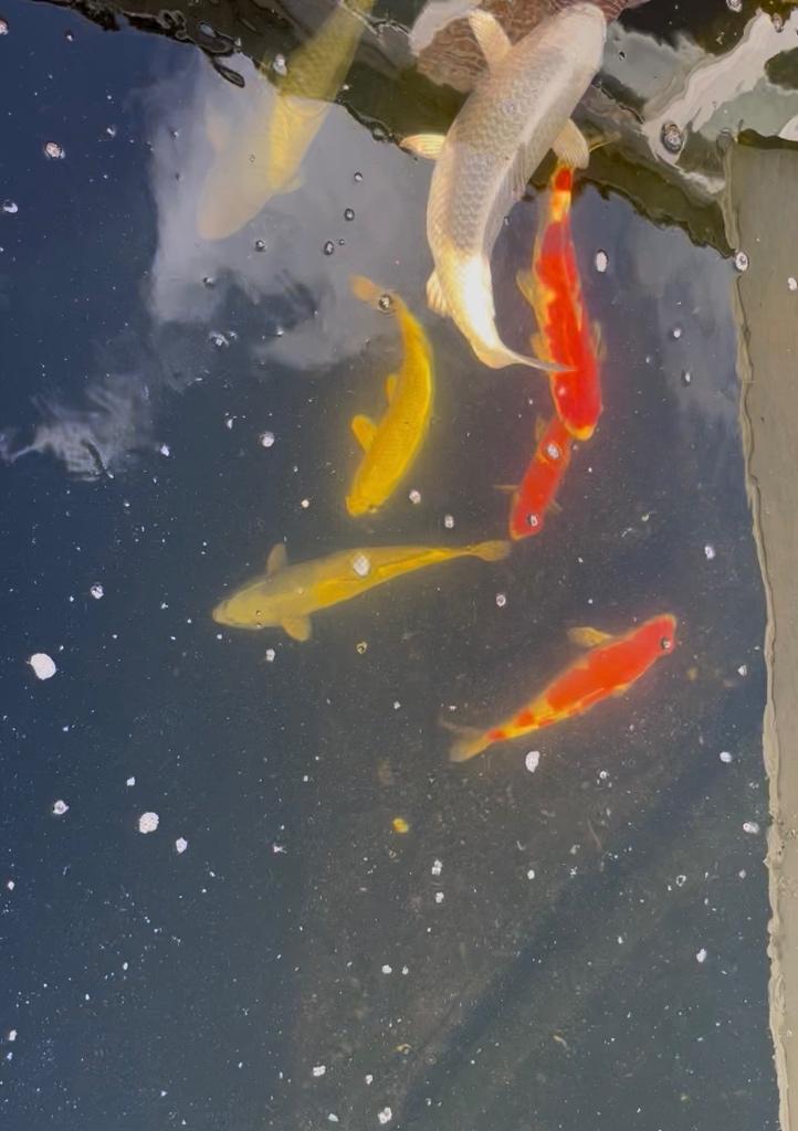 Veel Japanse koi te koop Tosai tot 70cm, Dieren en Toebehoren, Vissen | Vijvervissen, Karper of Koi