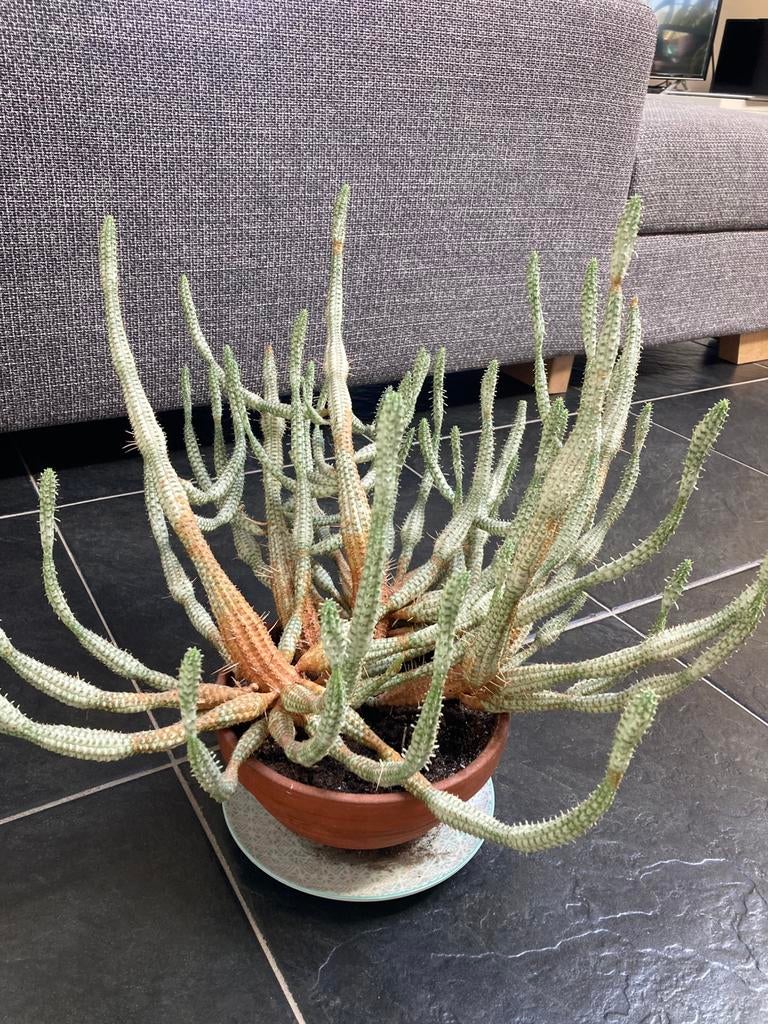 Cactus in terracotta pot, Tuin en Terras, Ophalen
