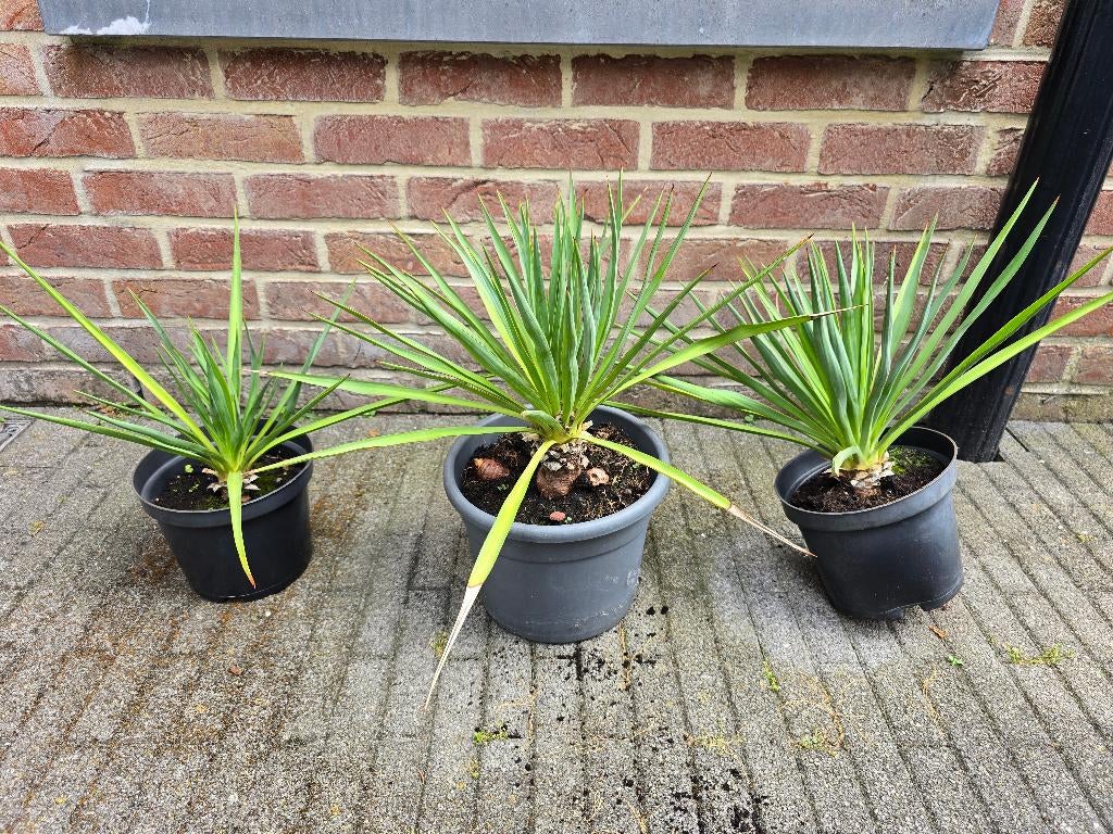Palmlelie, Yucca, winterhard, Tuin en Terras, Planten | Tuinplanten, Ophalen of Verzenden, Zomer, Vaste plant, Volle zon