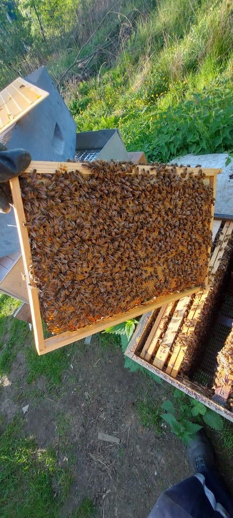 Essaims Buckfast, Ophalen