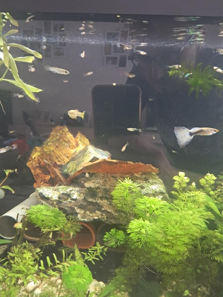 Guppys, black mollies, platy's en zwaardragers te koop