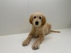 Goldendoodle pups F1, Dieren en Toebehoren, België, Reu, 8 tot 15 weken, Groot