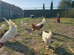 Hanen, Dieren en Toebehoren, Pluimvee