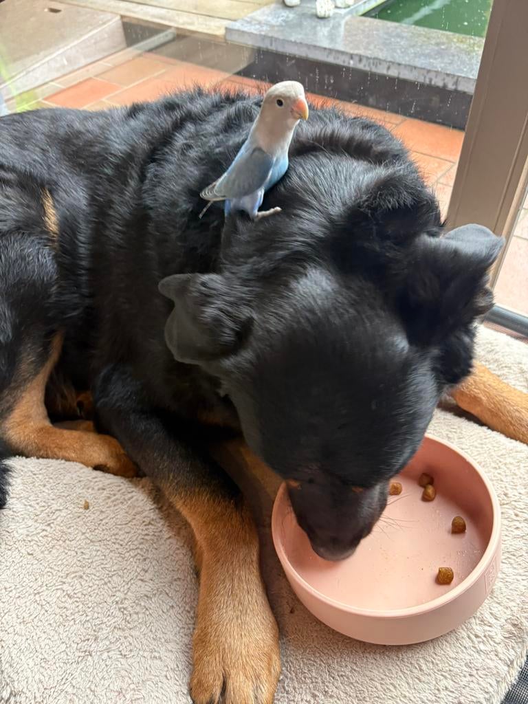 Handtamme dwergpapegaai, Dieren en Toebehoren