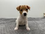 Jack Russell Terrier pups, Dieren en Toebehoren, België, Jack Russell Terriër, 8 tot 15 weken, Parvo