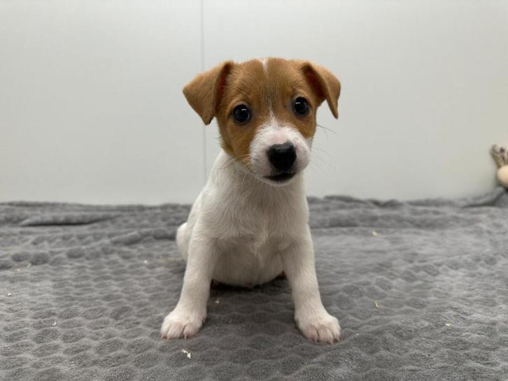 Jack Russell Terrier pups, Dieren en Toebehoren, Honden | Jack Russells en Terriërs, Meerdere dieren, Jack Russell Terriër, Fokker | Professioneel
