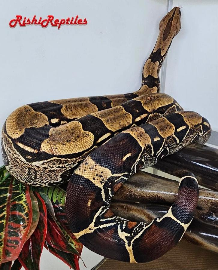 0.1 BCC Surinaamse roodstaart boa constrictor constrictor., Dieren en Toebehoren, Reptielen en Amfibieën
