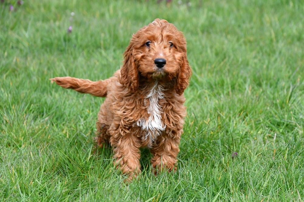 Chiots Cockapoo à vendre