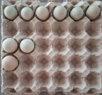 Broedeieren van een tamme wilde eend, Eend