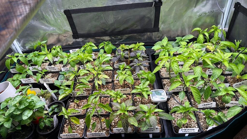 Peper plantjes - 25 verschillende soorten 3/stuk (4 voor 10), Tuin en Terras, Planten | Tuinplanten, Eenjarig, Groenteplanten