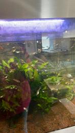 Verschillende kleuren guppies te koop, Dieren en Toebehoren, Vissen | Aquariumvissen