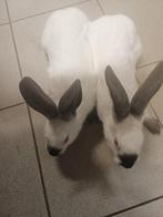 HYCOLE V X CALIFORNIANER R  F1 VOEDSTERS 35€, Vrouwelijk, Middelgroot, 0 tot 2 jaar