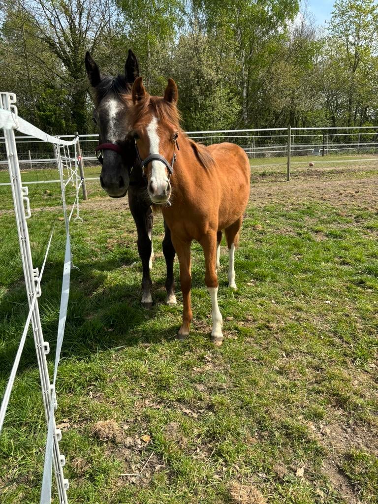 Jaarling Brp pony merrie, Dieren en Toebehoren, Merrie, Met stamboom, Springpony, 0 tot 2 jaar