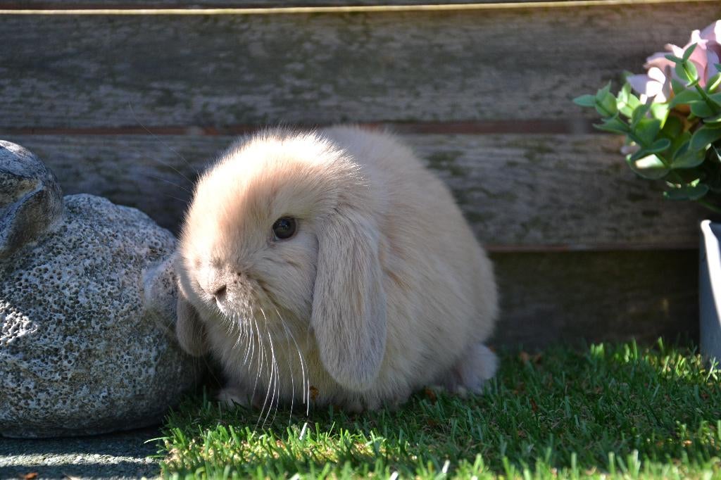 Minilop hangoor konijntje kleur Isabella, Mâle, Nain, Oreilles tombantes, 0 à 2 ans
