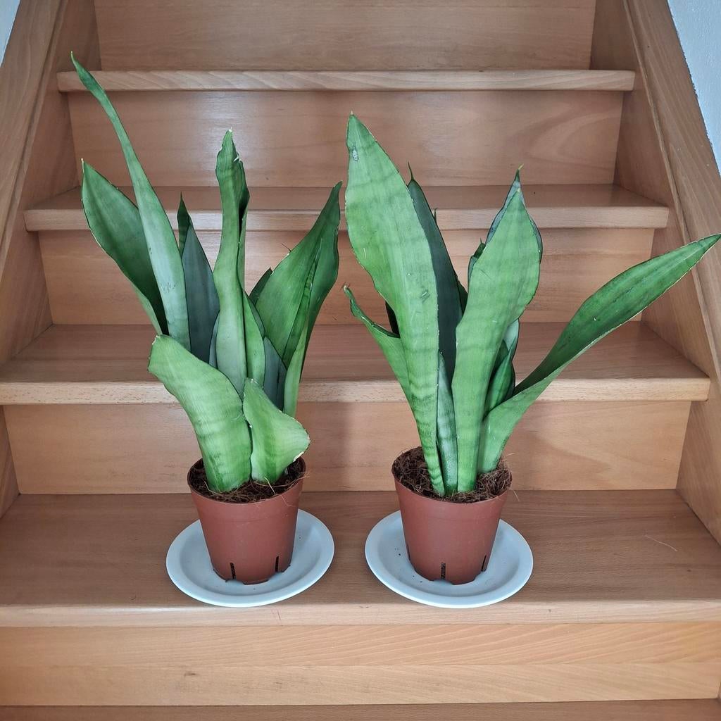 Sanseveria Moonshine, Maison & Meubles, Plantes d'intérieur, Enlèvement