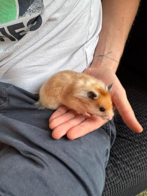 Jonge goudhamster met toebehoren, Dieren en Toebehoren, Knaagdieren, Vrouwelijk, Hamster, Tam