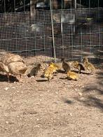 Kuikens loopeend, Dieren en Toebehoren, Geslacht onbekend, Eend