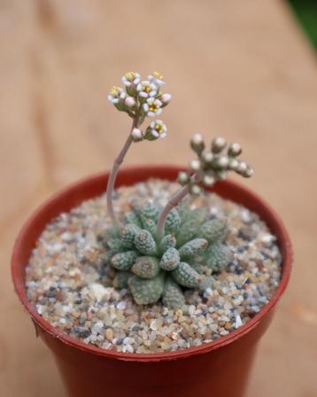 Crassula ausensis v. titanopsis - Namibië disponible aux enchères