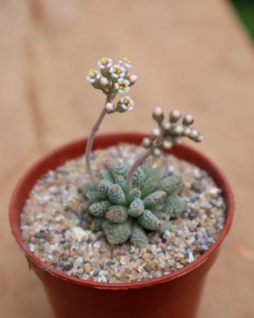 Crassula ausensis v. titanopsis - Namibië, Maison & Meubles, Plantes d'intérieur, Plante succulente, Moins de 100 cm, Plante à fleurs