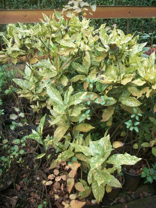 Aucuba japonica Variegata, Tuin en Terras, Planten | Tuinplanten, Vaste plant, Overige soorten, Volle zon, Ophalen