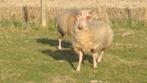 schapen, Animaux & Accessoires, Moutons, Chèvres & Cochons, Mouton, Femelle