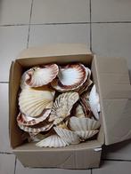 Meer dan 40 schelpen om te vullen of voor decoratie, Ophalen, Gebruikt, Overige typen