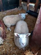 2 jeunes brebis de 5 mois, Animaux & Accessoires