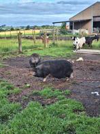 Varkens, Dieren en Toebehoren