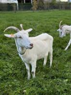 Melkgeiten, Dieren en Toebehoren, Schapen, Geiten en Varkens, Vrouwelijk, Geit, 3 tot 5 jaar