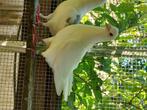 Pigeon hubell, Animaux & Accessoires, Oiseaux | Pigeons, Mâle