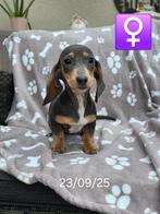 chiots teckel à poil court, Animaux & Accessoires, Poils courts, Parvovirose, Plusieurs, Nain