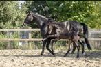 Te koop: Hengstveulen met topafstamming (Fürst Zonik x Wond, Dressuurpaard, 0 tot 2 jaar, Hengst, 170 tot 175 cm