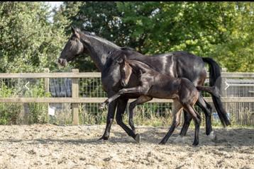 Te koop: Hengstveulen met topafstamming (Fürst Zonik x Wond, Cheval de dressage, Étalon, 0 à 2 ans, 170 à 175 cm