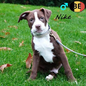 Amerikaanse Staffordshire, Nike - pup te koop (Belgisch) beschikbaar voor biedingen