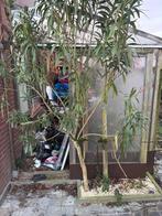 Serre uit tropisch hardhout met plexiglas, Tuin en Terras, Ophalen, Gebruikt, Overige typen, Hardhout