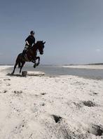 Beste Verkeersmak paard, Dieren en Toebehoren, Paarden, Gechipt, Ruin, Niet van toepassing, 11 jaar of ouder