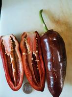 poivron brun Sweet Chocolate - 5 graines, Jardin & Terrasse, Envoi, Printemps, Plein soleil, Graine