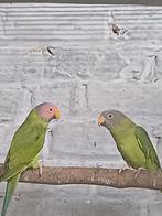 Rozekopedelparkieten, Dieren en Toebehoren, Vogels | Parkieten en Papegaaien, Meerdere dieren, Parkiet, Geringd