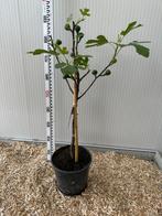 Superbes figuiers en pot de 5l PRIX CHOC de 29€ l’un, Tuin en Terras, Planten | Fruitbomen, Ophalen of Verzenden, In pot