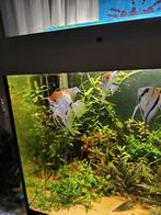 4 Maanvis, Dieren en Toebehoren