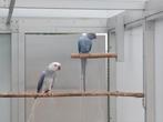 Halsbandparkieten, Dieren en Toebehoren, Vogels | Parkieten en Papegaaien
