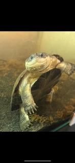 Tortue pelomedusa, Schildpad, Tam, 3 tot 6 jaar