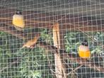 Gouldamandine, Dieren en Toebehoren, Vogels | Overige Vogels, Mannelijk, Tropenvogel, Geringd
