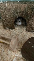 Robo hamster, Dieren en Toebehoren, Mannelijk, Hamster